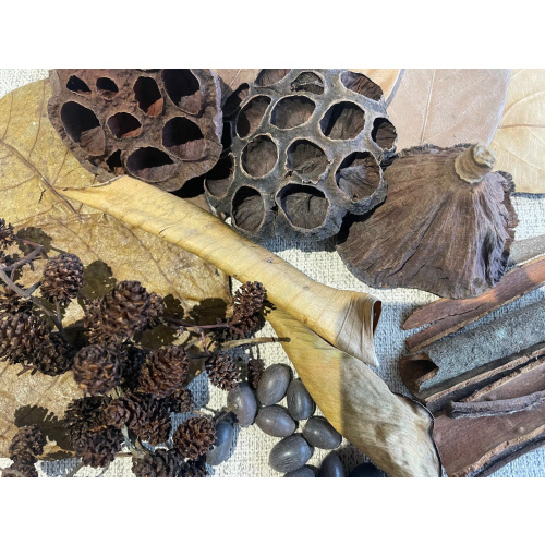 Large Botanicals Box, Blackwater set up/ Benifical tanning, preventing, disess, + Decor.