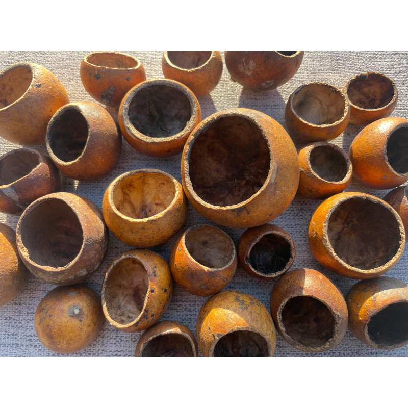 12x Mixed Sized Kuchila Cups, Natural Hide, For Breeding, Molting, Bio Food.