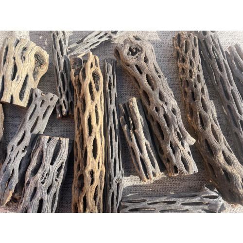 10x Cholla Wood