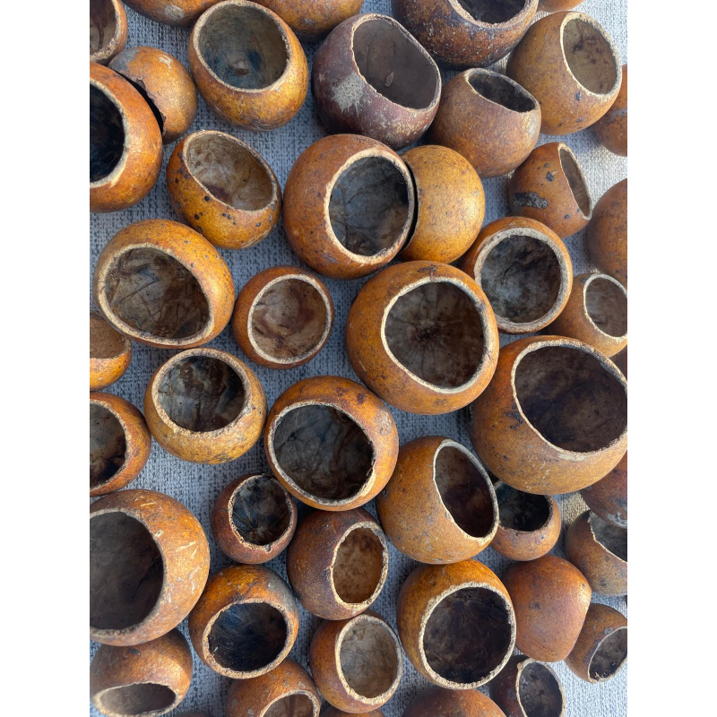 12x Mixed Sized Kuchila Cups, Natural Hide, For Breeding, Molting, Bio Food.