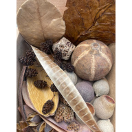 Large Botanicals Box, Blackwater set up/ Beneficial tanning, preventing, disease, + Decor.