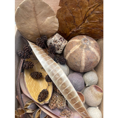 Large Botanicals Box, Blackwater set up/ Beneficial tanning, preventing, disease, + Decor.