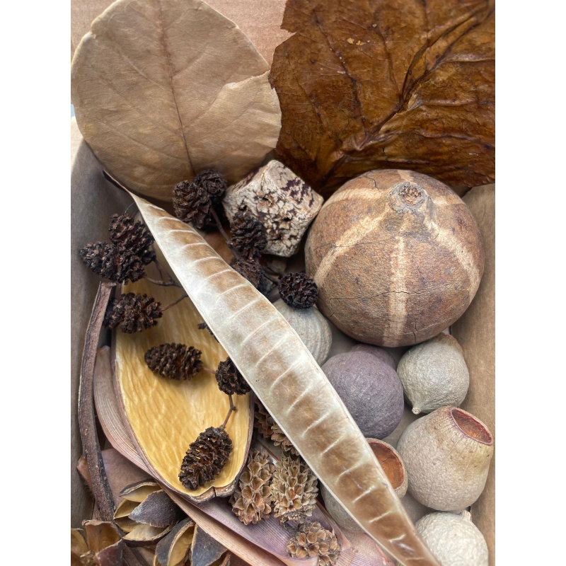 Large Botanicals Box, Blackwater set up/ Beneficial tanning, preventing, disease, + Decor.