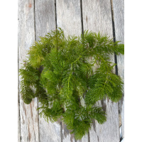 Hogwart, Oxegenating Pond Weed