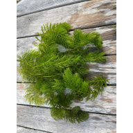 Hornwort, Oxegenating Pond Weed