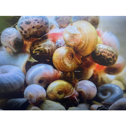 12x Mixed Coloured Ramshorn Snails +3x Trumpet Snail + Plus 5x Free Floating Plants