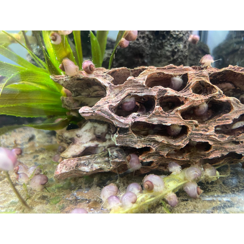 5x Pink Mystery Snails + At least 5x Free Floating Plants