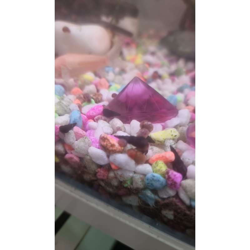 Black Trumpet snails