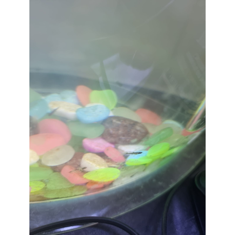 10 BLACK GUPPİES FRİES