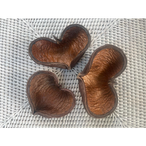3x Mixed Sized Budda Nuts, Natural Hide, For Breeding, Molting, Bio Food, 1x Free Indian Almond Leaf.