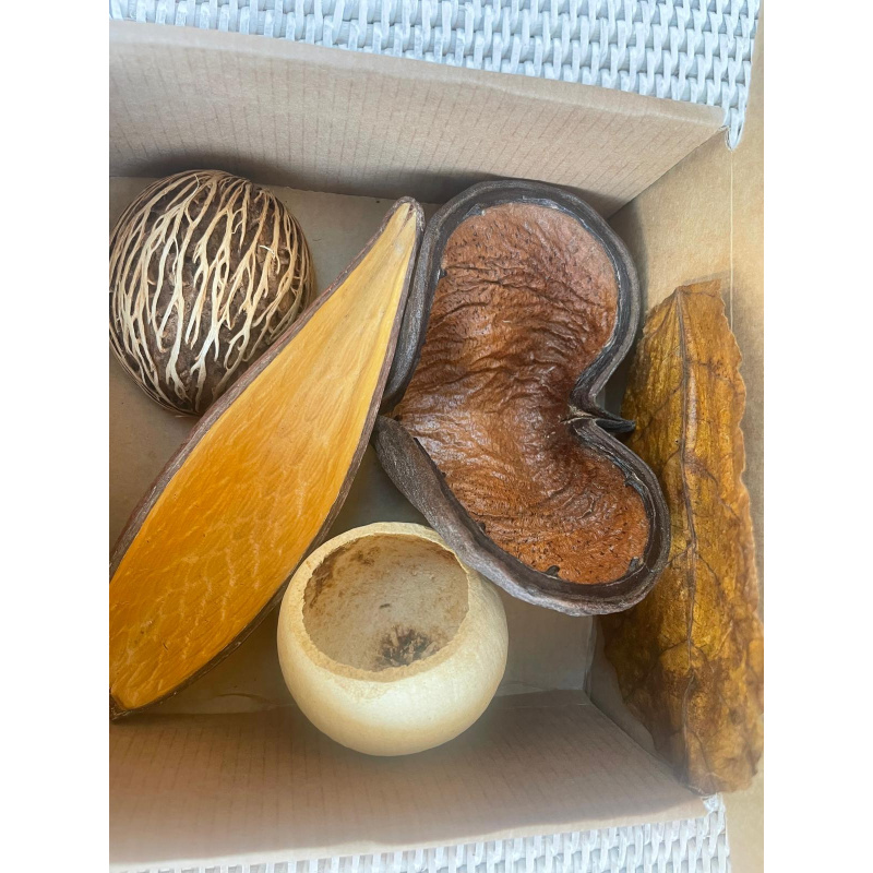 Large Botanicals Pod Box, Bio Food Beneficial tanning, preventing, disease, + Decor, Hides