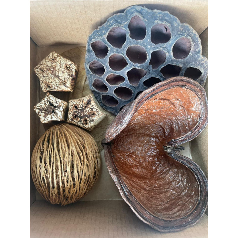 Large Botanicals Pod Box, Bio Food Beneficial tanning, preventing, disease, + Decor, Hides