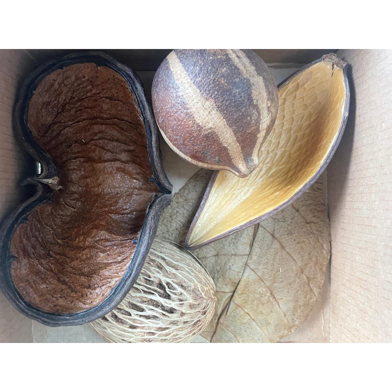 Large Botanicals Pod Box, Bio Food Beneficial tanning, preventing, disease, + Decor, Hides