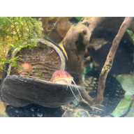 3x Magenta Mystery Snails, Juveniles + 1 Free Buddha Nut Seed Pod.