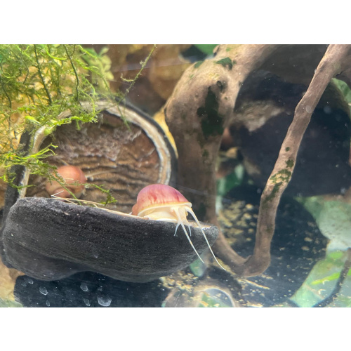 3x Magenta Mystery Snails, Juveniles + 1 Free Buddha Nut Seed Pod.