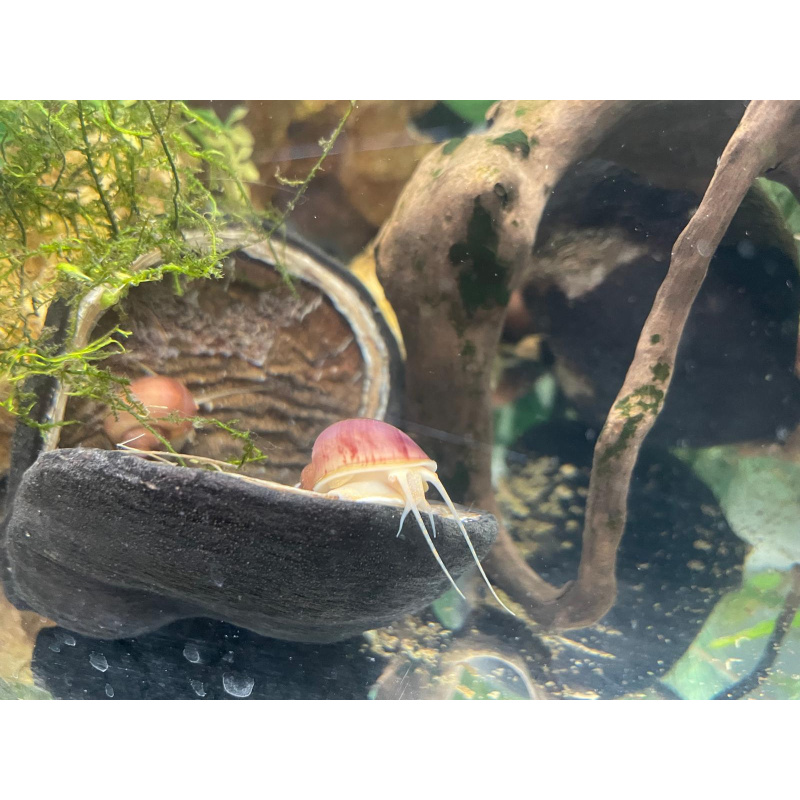 3x Magenta Mystery Snails, Juveniles + 1 Free Buddha Nut Seed Pod.