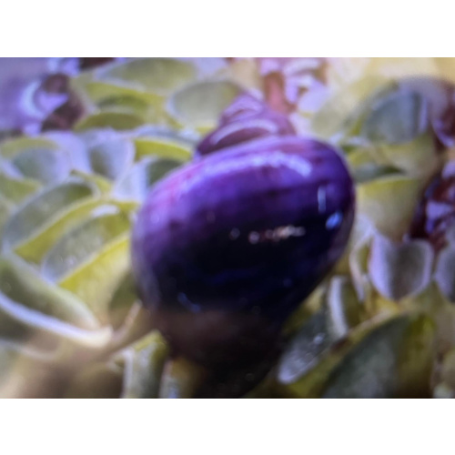 1x Adult Purple Mystery Snails + 1 Free Buddha Nut Seed Pod.
