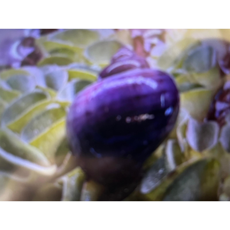 1x Adult Purple Mystery Snails + 1 Free Buddha Nut Seed Pod.