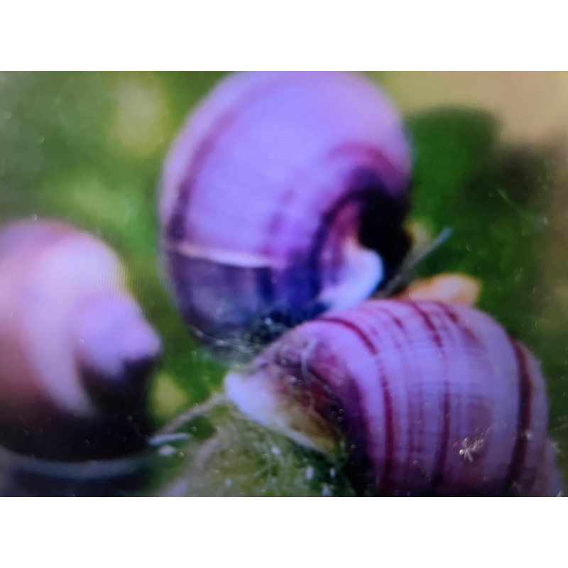 1x Adult Purple Mystery Snails + 1 Free Buddha Nut Seed Pod.