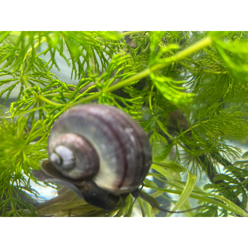 1x Adult Purple Mystery Snails + 1 Free Buddha Nut Seed Pod.