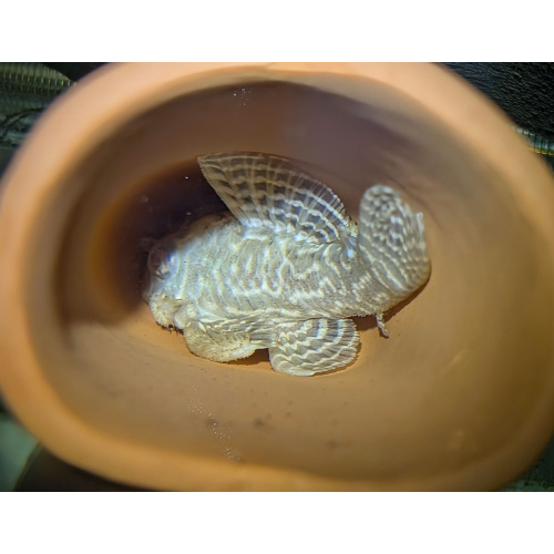 Albino L333 Bel Monte Adults