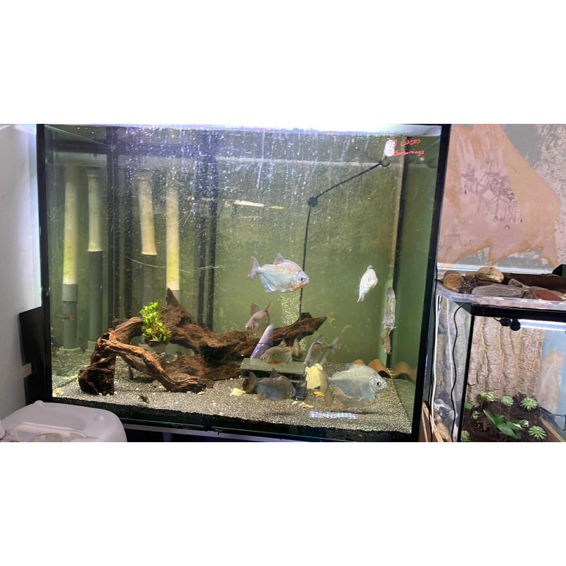 Breeding group of silver dollars