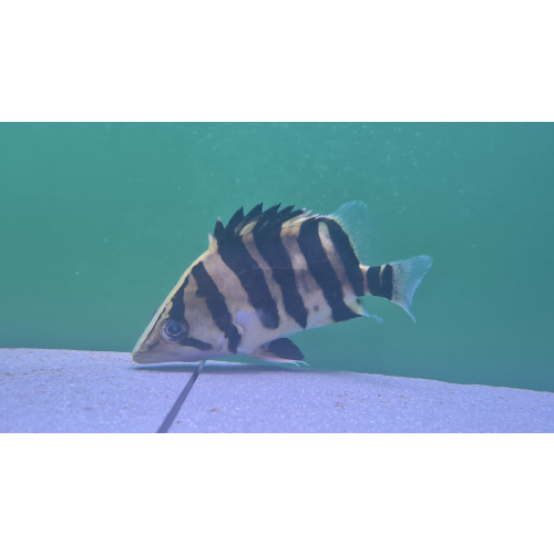 Datnoid Tiger Fish
