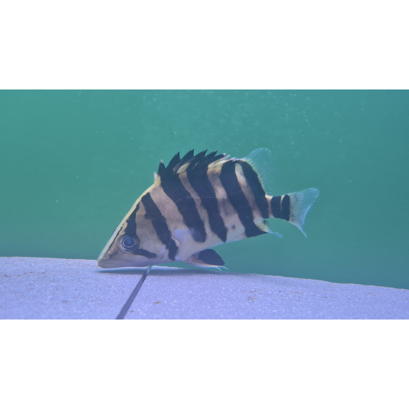 Datnoid Tiger Fish
