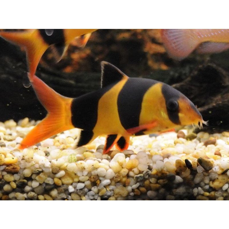 4 x Large Clown loach