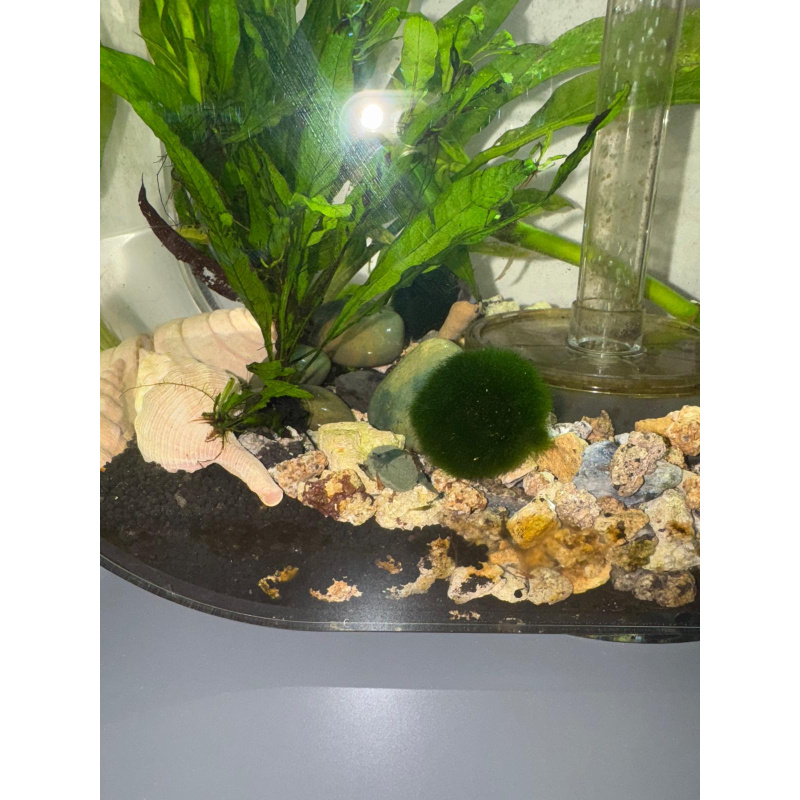 Cherry shrimp mixed colours