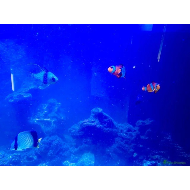 Various Marine fish