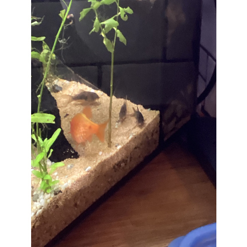 Albino Corydoras for Sale UK - Corydoras aeneus 2-3cm