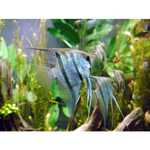 Assorted Angelfish for Sale UK - Pterophyllum scalare 3.1-4cm