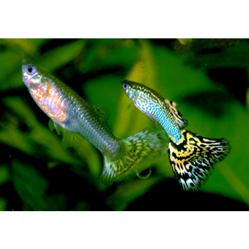 Assorted Male Guppy for Sale UK - Poecilia reticulata 2.6-3cm