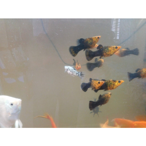 Assorted Molly for Sale UK - Poecilia sphenops 3.1-3.5cm