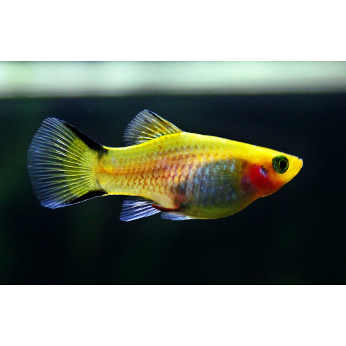 Assorted Platy for Sale UK - Xiphophorus maculatus 3.1-3.5cm