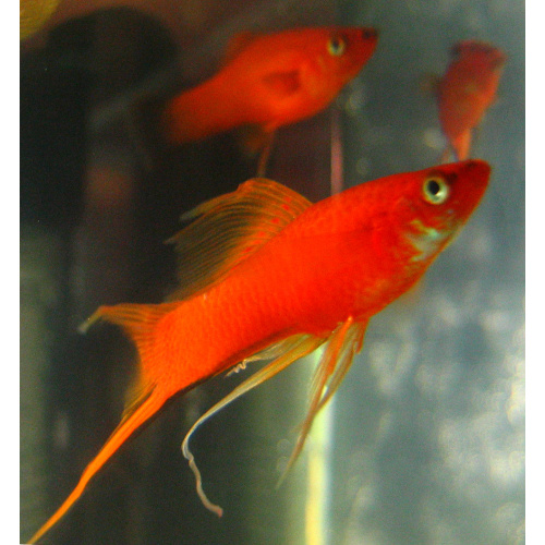 Assorted Swordtail for Sale UK - Xiphophorus hellerii 3.1-3.5cm