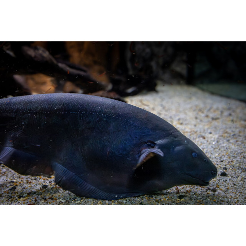 Black Ghost Knifefish for Sale UK - Apteronotus albifrons 4-5cm