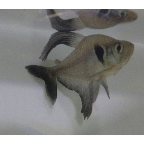 Black Phantom Tetra for Sale UK - Hyphessobrycon megalopterus 2.1-2.5cm