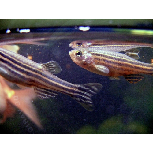 Black Zebra Danio for Sale UK - Danio rerio 2.6-3cm