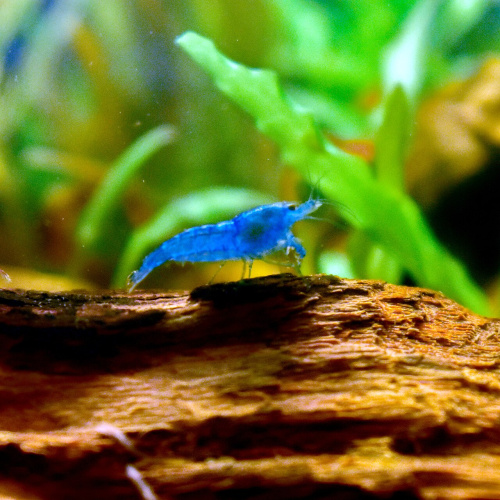 Blue Diamond Shrimp for Sale UK - Neocaridina davidi 1.5-2cm