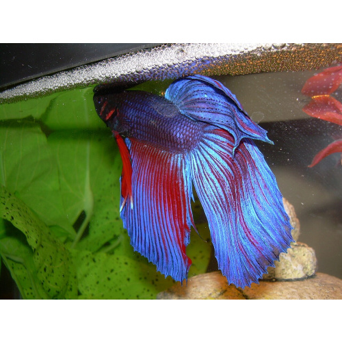 Blue Marble Betta Male for Sale UK - Betta splendens 4-5cm
