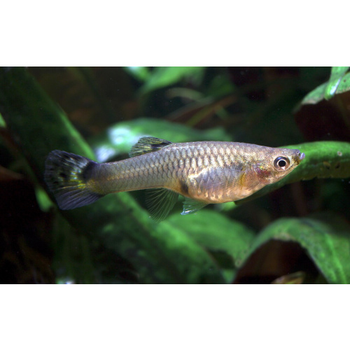 Blue Neon Guppy for Sale UK - Poecilia reticulata 2.6-3cm