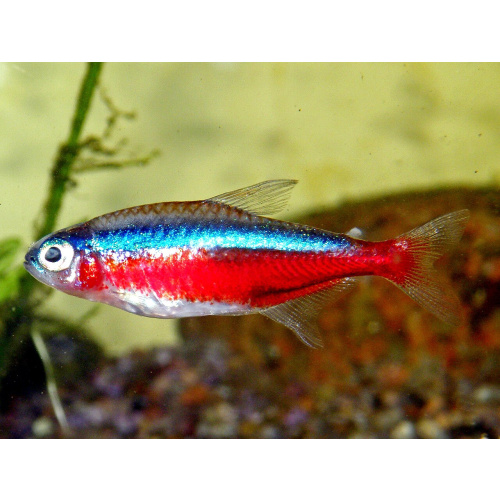 Cardinal Tetra for Sale UK - Paracheirodon axelrodi 2.1-2.5cm