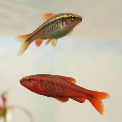 Cherry Barb for Sale UK - Puntius titteya 3.1-3.5cm