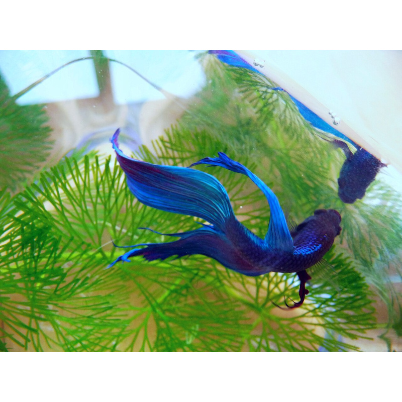 Copper Betta Male for Sale UK - Betta splendens 4-5cm