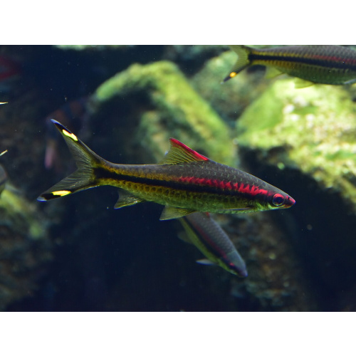 Denison Barb (Roseline Shark) for Sale UK - Sahyadria denisonii 5-6cm