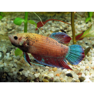 Dragon Female Betta for Sale UK - Betta splendens 4-5cm