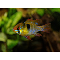 German Blue Ram for Sale UK - Mikrogeophagus ramirezi 2-2.5cm
