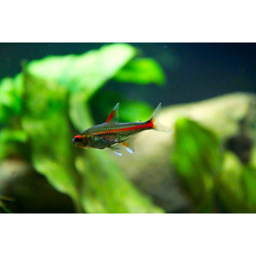 Glowlight Tetra for Sale UK - Hemigrammus erythrozonus 2.1-2.5cm